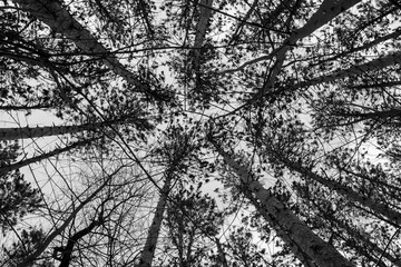 Look up tree branches. Lillian Anderson Arboretum in Kalamazoo Michigan. Black and white.