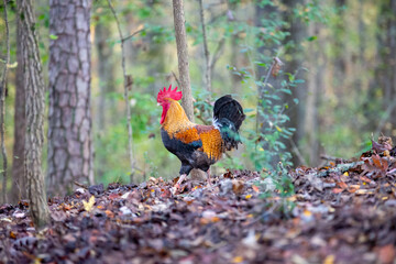 rooster strolling through the wooded forest