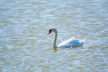 Fototapeta premium Graceful white Swan swimming in the lake, swans in the wild. Portrait of a white swan swimming on a lake.
