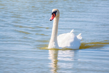 Graceful white Swan swimming in the lake, swans in the wild. Portrait of a white swan swimming on a lake.