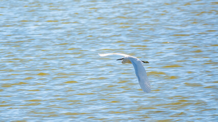 The flight of the little egret.