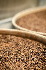 trays of kampot organic pepper in drying room in cambodia