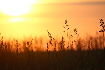 sunset in the grass