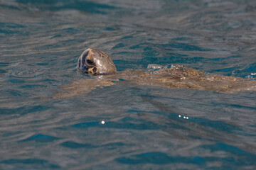 Obraz premium Green sea turtle (Chelonia mydas) breathing on the surface - San Cristobal Island, Galapagos
