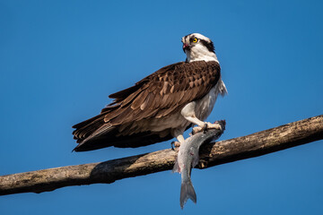 An Osprey having a large fish dinner on a tree branch.