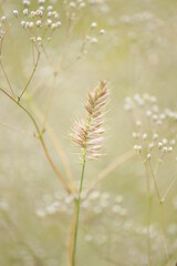 Fototapeta premium flowers in the wind