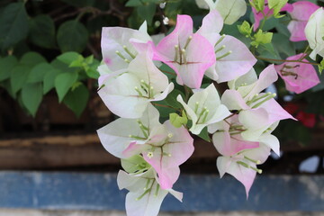 White bougainvillea flowers blooming with green leaves and branches hanging on tree at the fence of home closeup.