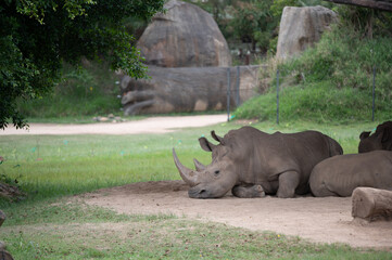 Southern White Rhinoceros (Rhino)