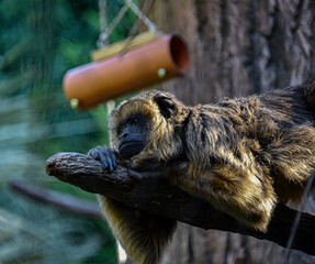 Relax Monkey