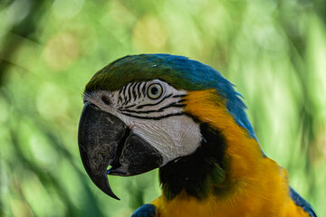 blue and yellow macaw