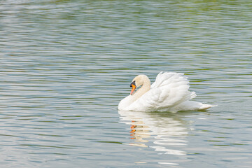 White swans Swimming in the lake at  Thailand.