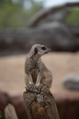 Meerkat on guard