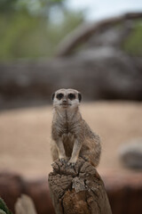 Fototapeta premium Meerkat on guard