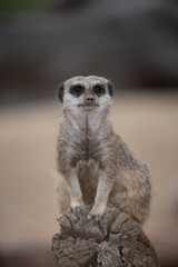 Fototapeta premium Meerkat on guard