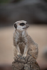 Meerkat on guard