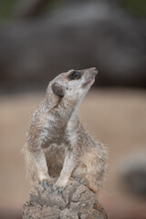 Meerkat on guard