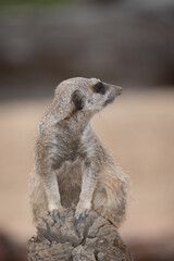 Fototapeta premium Meerkat on guard