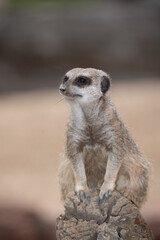 Meerkat on guard