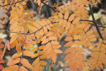 Mountain Ash Leaves, Gold Bar Park, Edmonton, Alberta