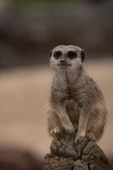 Meerkat on guard