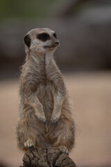 Fototapeta premium Meerkat on guard