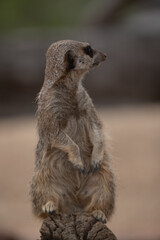 Meerkat on guard