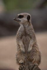 Meerkat on guard