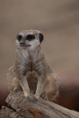 meerkat on guard