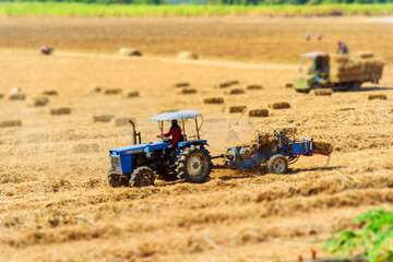 Obraz premium Sugarcane leaf compress by tractor in old sugarcane field