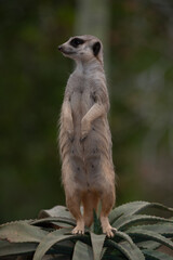 Fototapeta premium meerkat on guard
