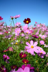 A bunch of red and pink cosmos in the sun
