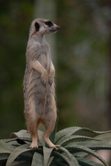meerkat on guard