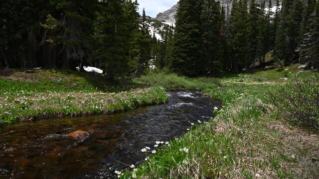 Flowing alpine stream and Wildflowers