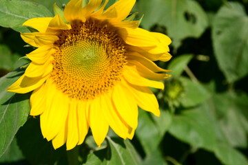 Yellow sunflowers in the sun are full of vitality