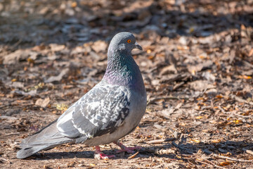 European wood pigeon, grey color with white spot on neck, walking on grass looking for food in a city park