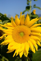 Yellow sunflowers in the sun are full of vitality