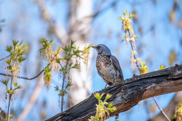 Fieldbird sits on a branch in spring with a blurred background.