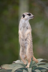 Fototapeta premium meerkat on guard