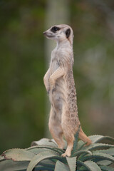 meerkat on guard