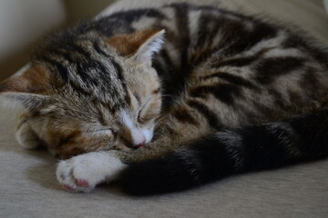Kitten sleeping