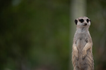 meerkat on guard