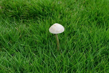 A bunch of red and pink cosmos in the sun