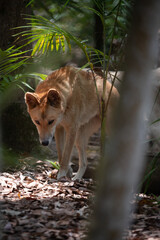 Dingo