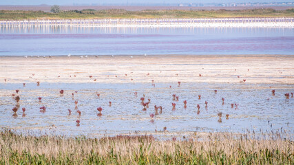 A beautiful salt lake with pink water.