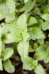 Fototapeta na wymiar close up kitchen mint plants in nature garden