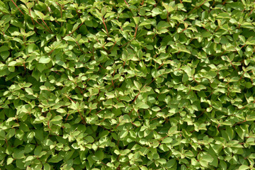 葉模様　自然の造形