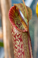 Obraz premium Opening nepenthes 'gentle' (fusca x maxima) pitcher