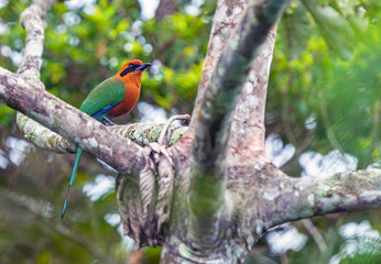 Rufous motmot (Baryphthengus martii) on a branch in the cloud forest of Mindo near Quito, Ecuador.