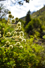 EL TABO. CHILE - JANUARY 26TH, 2021: Amazings blossoms in the middle of forest