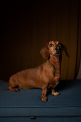 portrait of a dachshund
